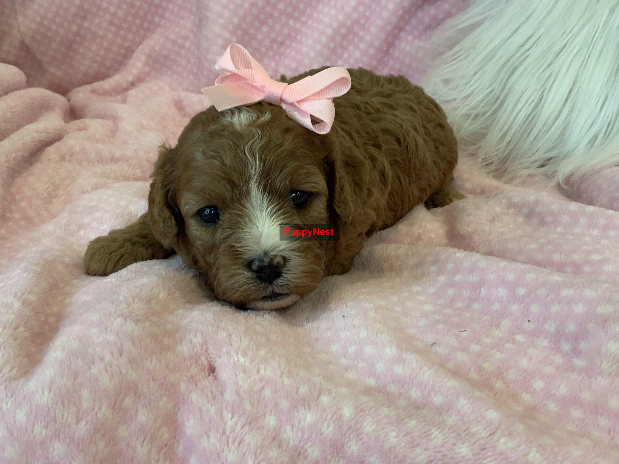 Puppy Thumbnail